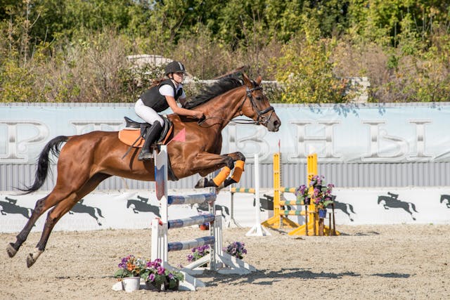 paardensport